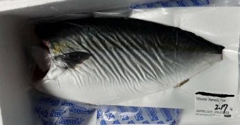 ปลาฮามาจิ