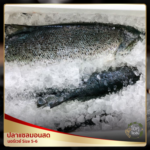 ปลาแซลมอนสด นอร์เวย์ “โอคุโชวฮิน” ศูนย์จำหน่ายขายส่งวัตถุดิบซูชิทุกประเภท ทั้งขายส่งและขายปลีก