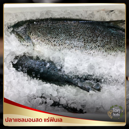 ปลาแซลมอนสดแล่ฟินเล ขนาด 1.8 -2.0 กิโลกรัม/แพ็ค ราคาแล้วแต่สัปดาห์ “โอคุโชวฮิน” ศูนย์จำหน่ายขายส่งวัตถุดิบซูชิทุกประเภท ทั้งขายส่งและขายปลีก