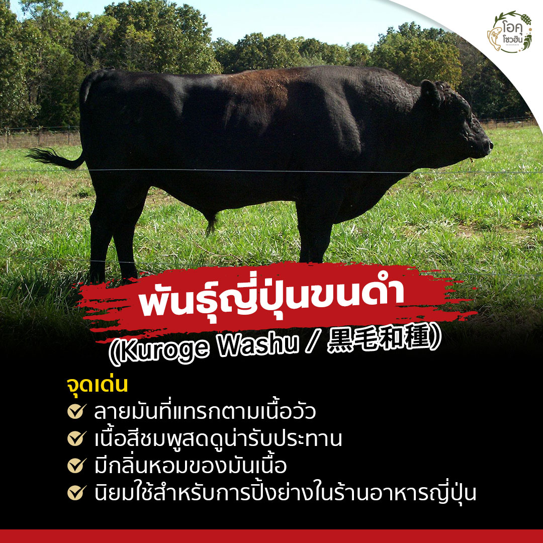 มารู้จักกับต้นกำเนิด ‘เนื้อวัววากิว’-3 “โอคุโชวฮิน” ศูนย์จำหน่ายขายส่งวัตถุดิบซูชิทุกประเภท ทั้งขายส่งและขายปลีก
