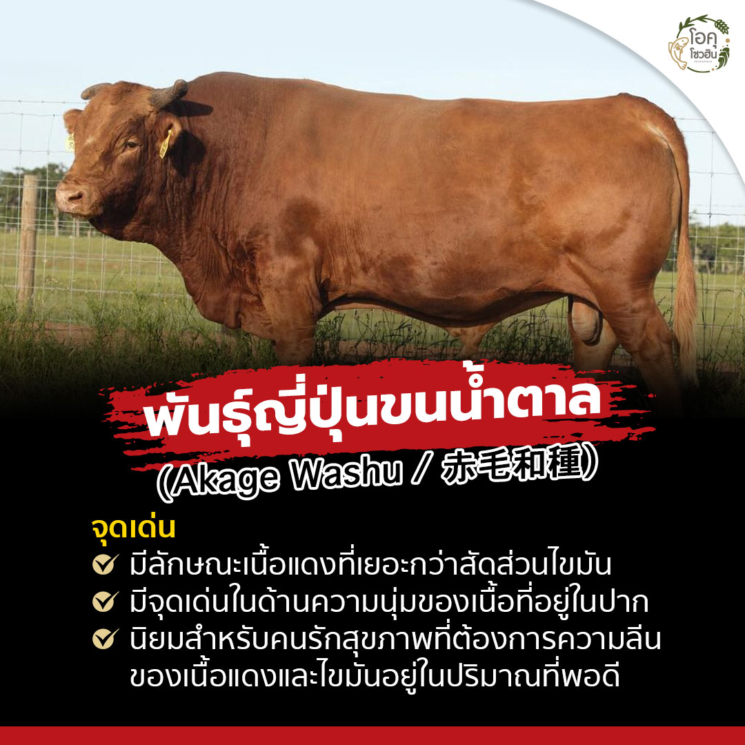 มารู้จักกับต้นกำเนิด ‘เนื้อวัววากิว’-4 “โอคุโชวฮิน” ศูนย์จำหน่ายขายส่งวัตถุดิบซูชิทุกประเภท ทั้งขายส่งและขายปลีก