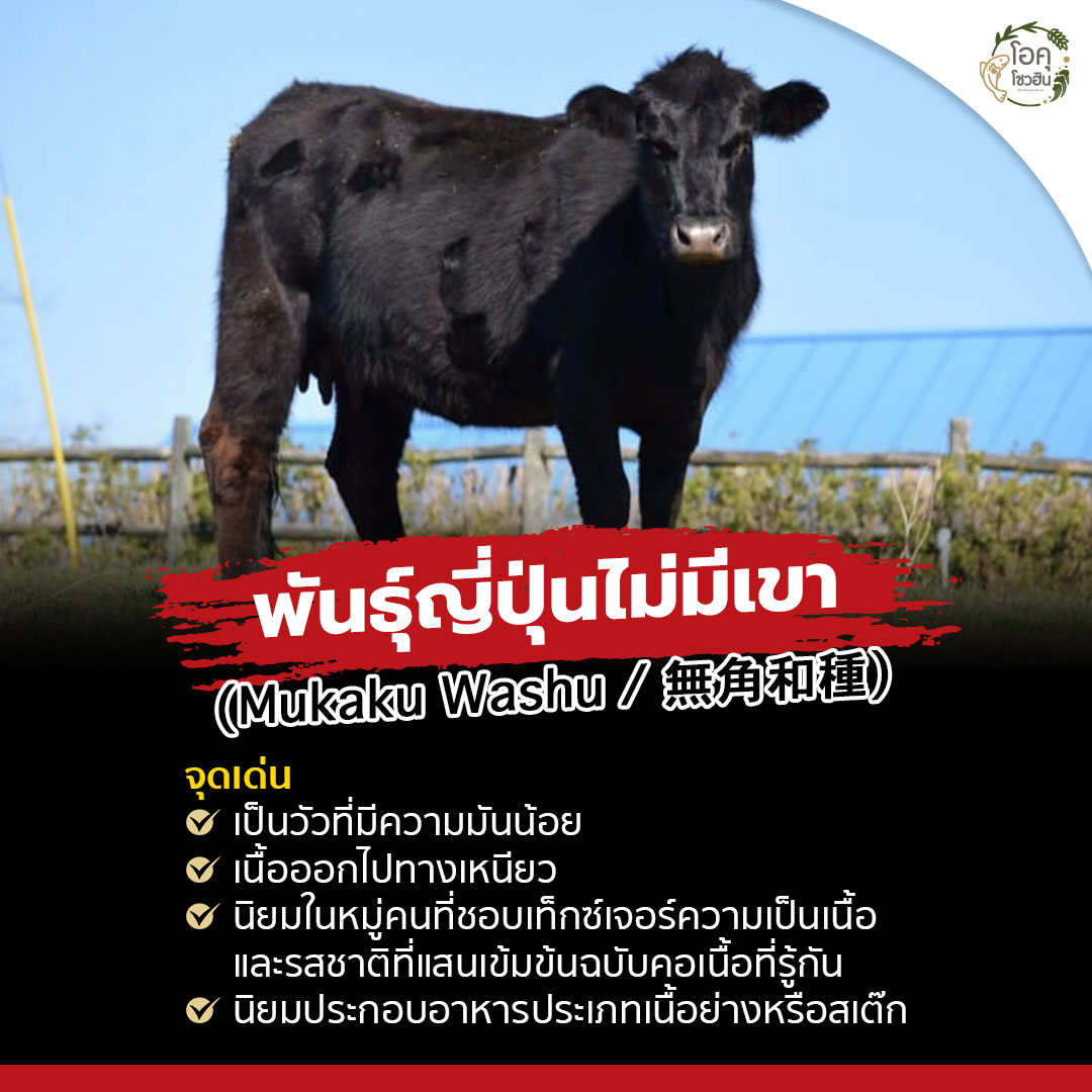 มารู้จักกับต้นกำเนิด ‘เนื้อวัววากิว’-5 “โอคุโชวฮิน” ศูนย์จำหน่ายขายส่งวัตถุดิบซูชิทุกประเภท ทั้งขายส่งและขายปลีก