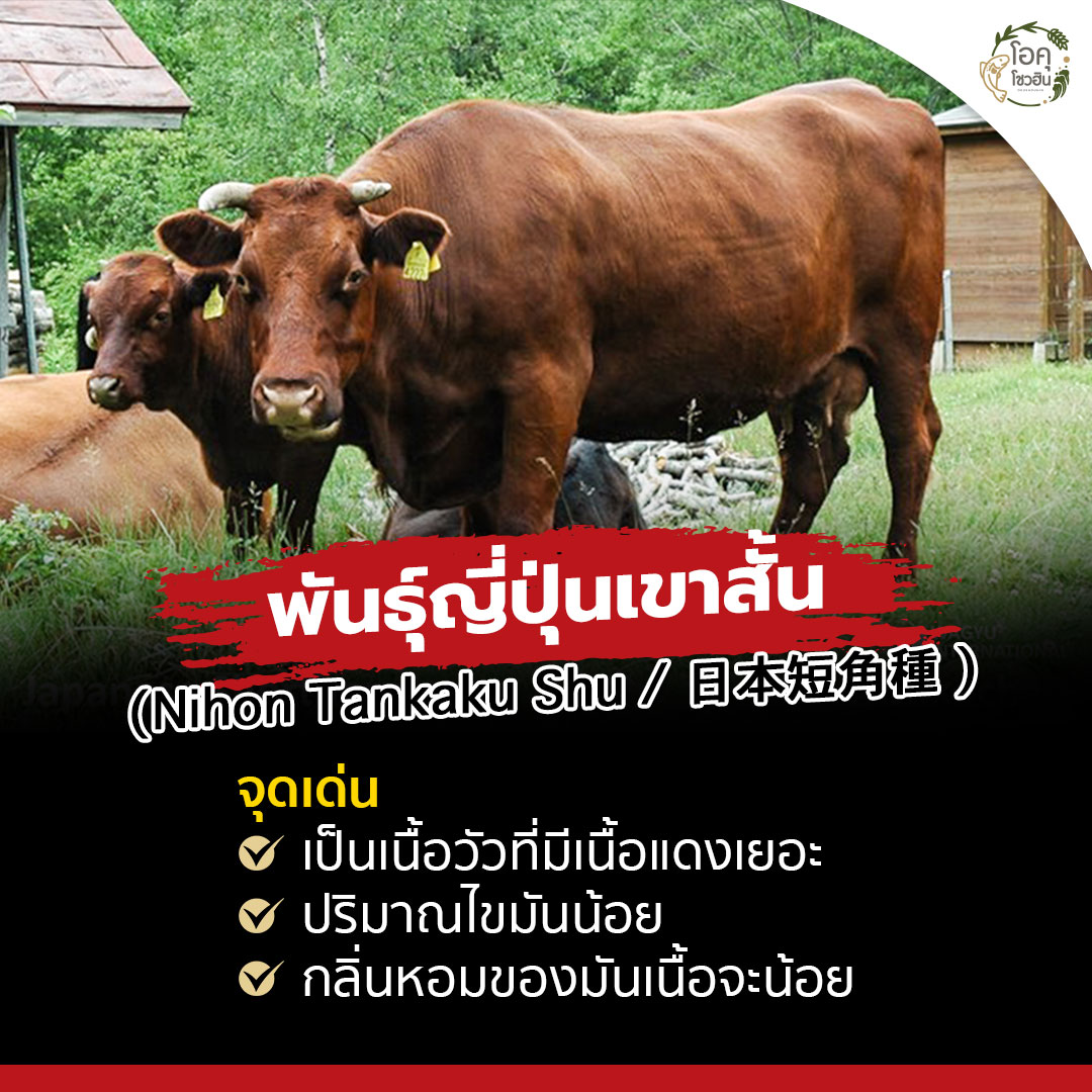 มารู้จักกับต้นกำเนิด ‘เนื้อวัววากิว’-6 “โอคุโชวฮิน” ศูนย์จำหน่ายขายส่งวัตถุดิบซูชิทุกประเภท ทั้งขายส่งและขายปลีก